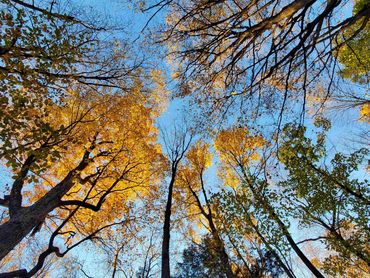 Looking up at an autumn forest canopy