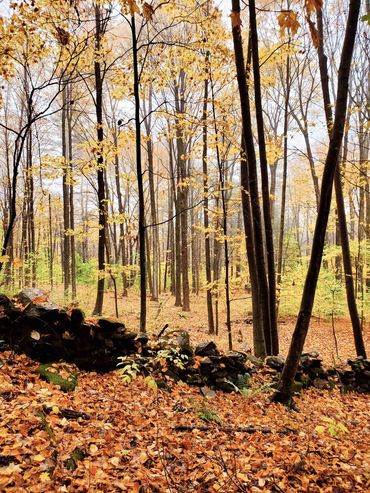 stone wall in an autumn forest near Dutton Farmhouse in Dummerston, Vermont