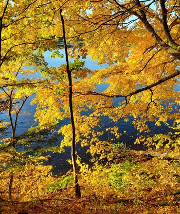 Hogle Nature Preserve Trail in Brattleboro