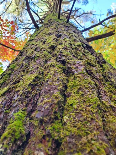 moss covered hemlock tree at The Manitou Project in Newfane, Vermont