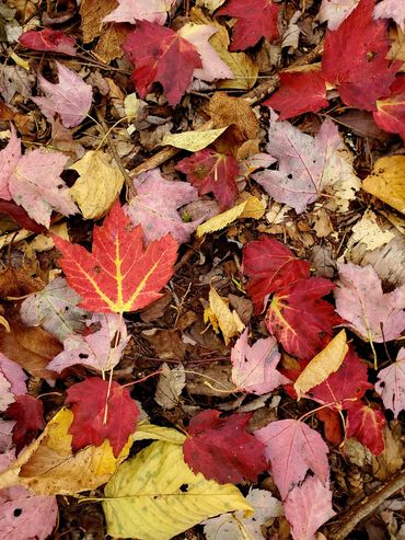 red and yellow leaves on the forest floor near Putney Mountain