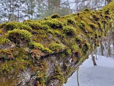 Mossy fallen tree over a snow covered forest floor