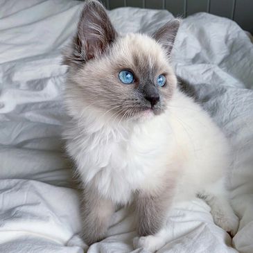 Fluffy kitten with striking blue eyes sitting on a white blanket.