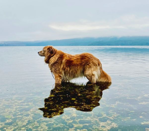 17 year old golden retriever senior dog enjoying life at the beach in British Columbia