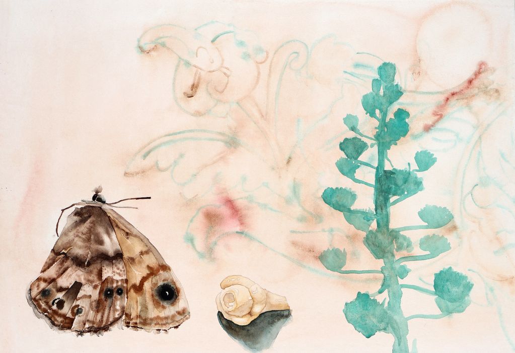 La acuarela de una mariposa, murales antiguos y las flores de un maguey.
Watercolor of a butterfly