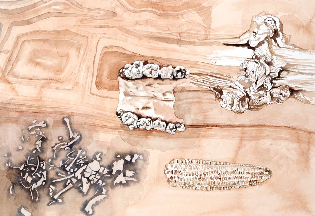 Acuarela de huesos, texturas de rocas, un tronco y un elote desgranado
Watercolor of bones, seeds
