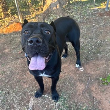 A black dog standing outside with looking ahead