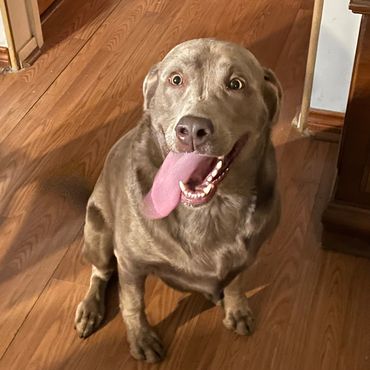 one dog is sitting inside the house and looking at the room