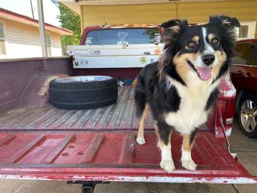dog is standing behind a car