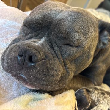 A black dog Sleeping on the bed