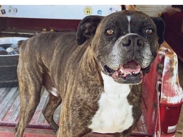 dog is standing behind a car