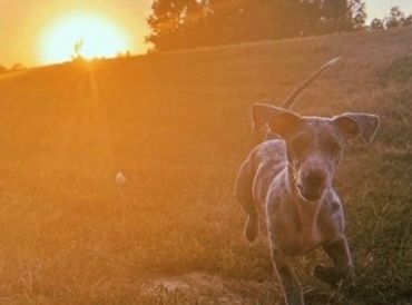 black white dog is running in the garden,