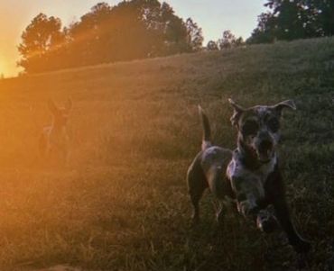 one black dog is running in the garden,