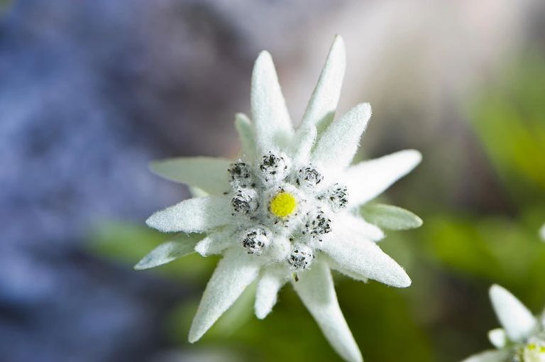 image101