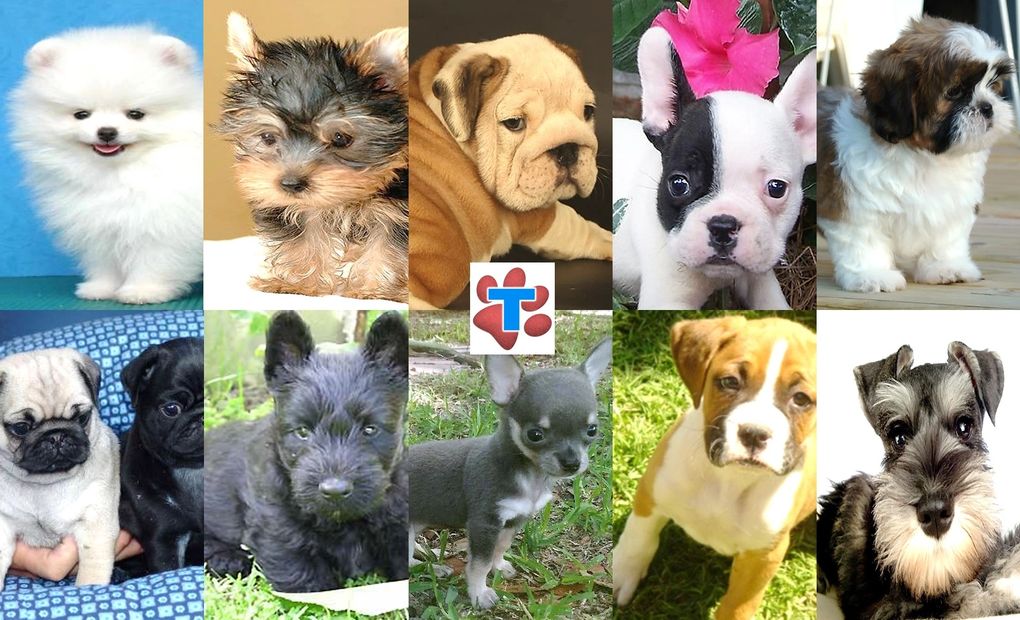 sementales premium para cruza