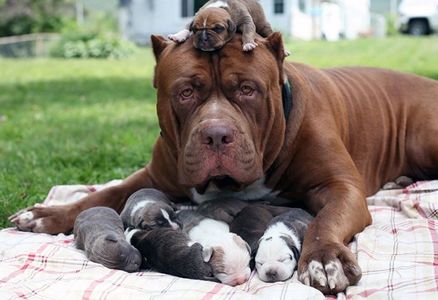 cachorritos felicidad crianza amor familia