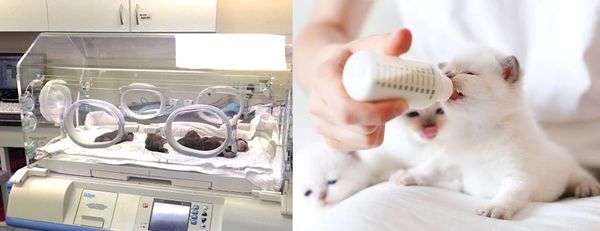 cuidados neonatales específicos