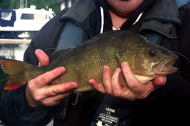 Perch fishing with the predator people angling guides on the norfolk broads