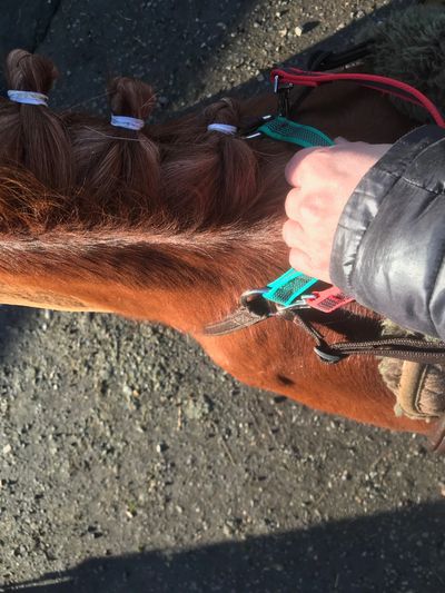horse neck strap