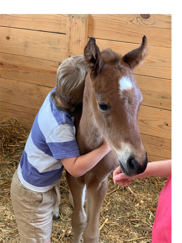 Child hugging a friendly foal