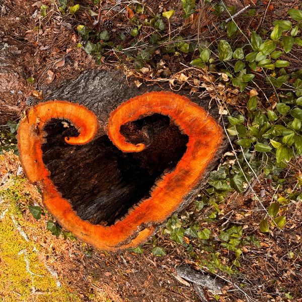 Heart-shaped tree stump with bright orange edges surrounded by greenery.