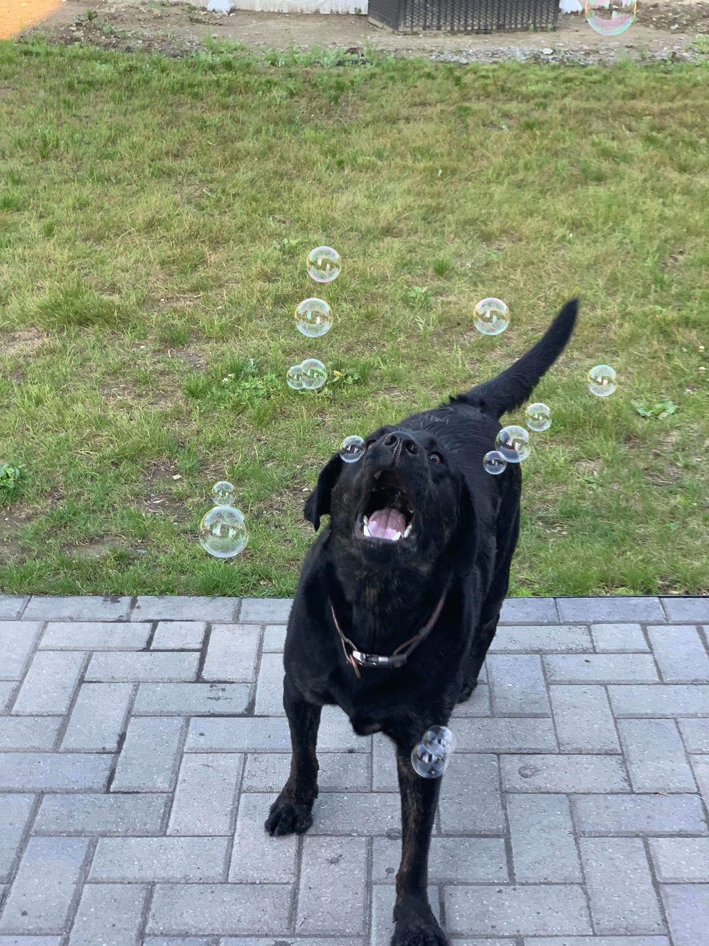 Chloe (Tessa X Buddy 2017) “Bubbles are great!!!!”