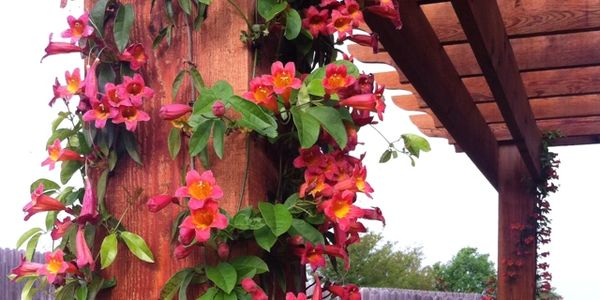 Crossvine