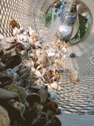 Oysters in a tumbler