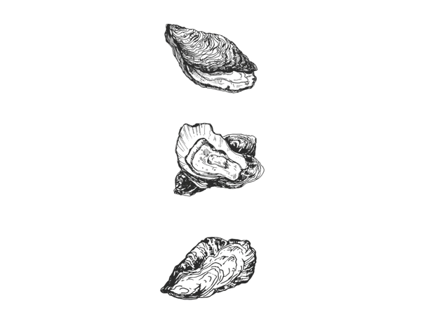 3 oyster line drawings
