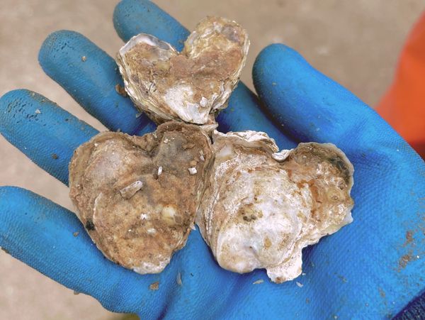 Heart shaped oysters in a hand