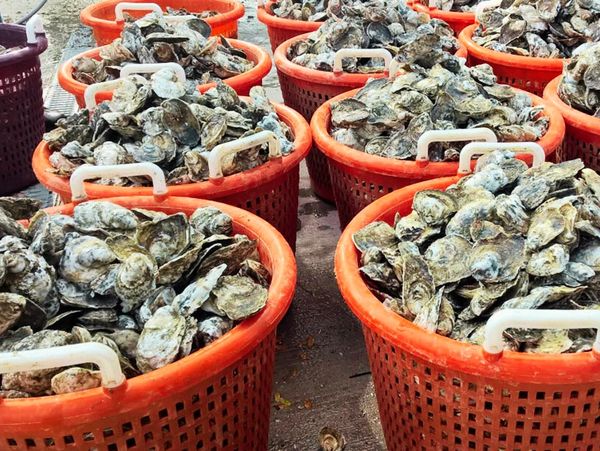 Harvested oysters in buckets