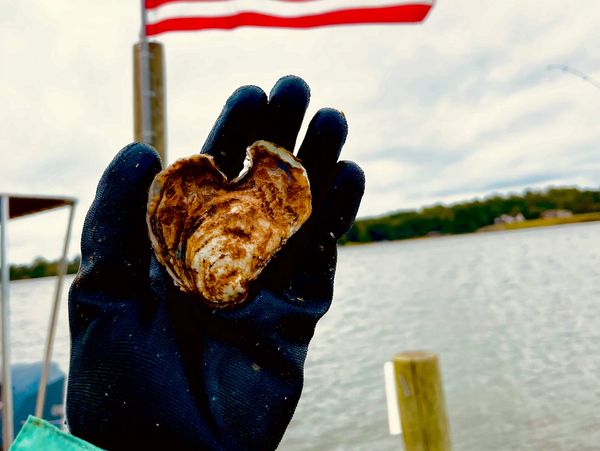 Heart shaped oyster in gloved hand overlooking Nomini Bay