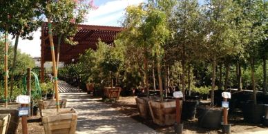 Plants and trees in pots outside a garden center.