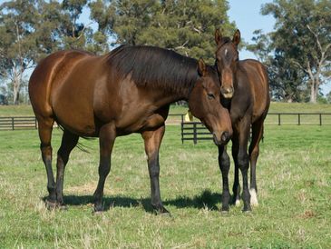 Helsinge, Dam of Black Caviar