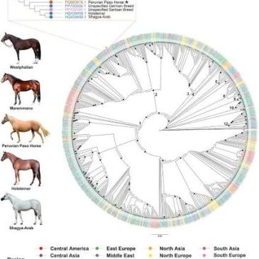 Phylogenetic throughbred pedigree tree.