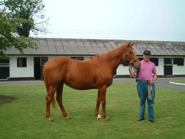 Broodmare Urban Sea