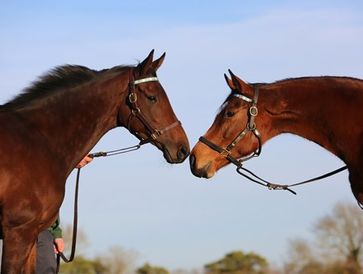 Two horses facing each other with blue sky background..com