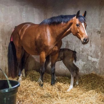 A mare and her foal in a stable.