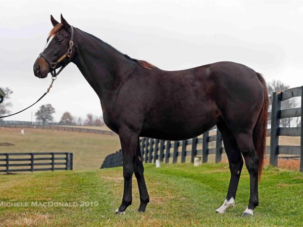 Dark brown horse standing on grass by a fence.