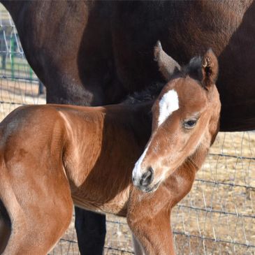 A foal standing close to an adult horse by a fence.