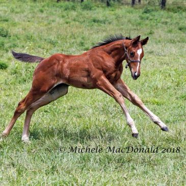 A young thoroughbred foal frolicking in a grassy field.