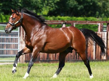 Frankel has elite genetics, trotting in a fenced grassy area.
