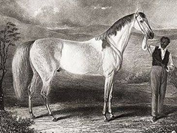 Elite stallion genetics-thebluebloods.com