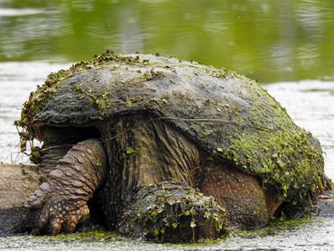 An algae-covered Snapping Turtle is basking on a log at the Cincinnati Nature Center Longbranch.