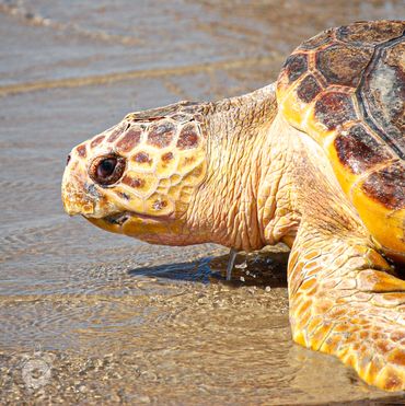 Loggerhead Sea Turtle released by Karen Beasley Sea Turtle Rescue and Rehabilitation Center