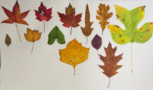 half way through a leaf study- painted a new leaf everyday for 30 days