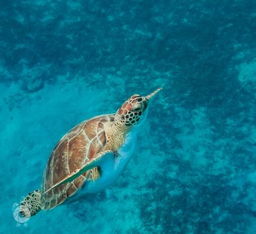 Green sea turtle in St. Croix