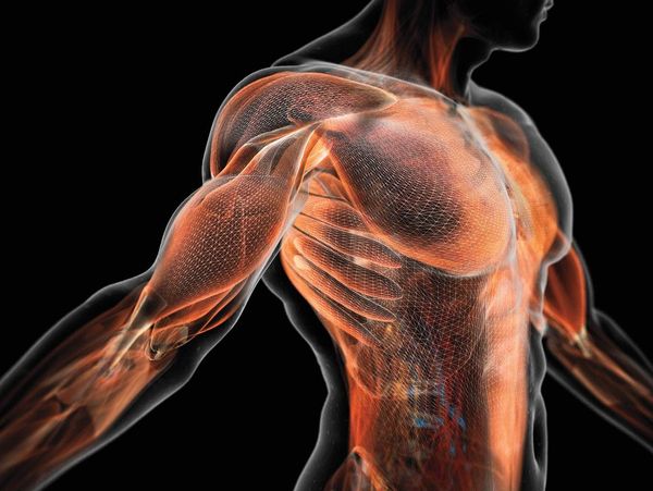 vector image of human body internal structure