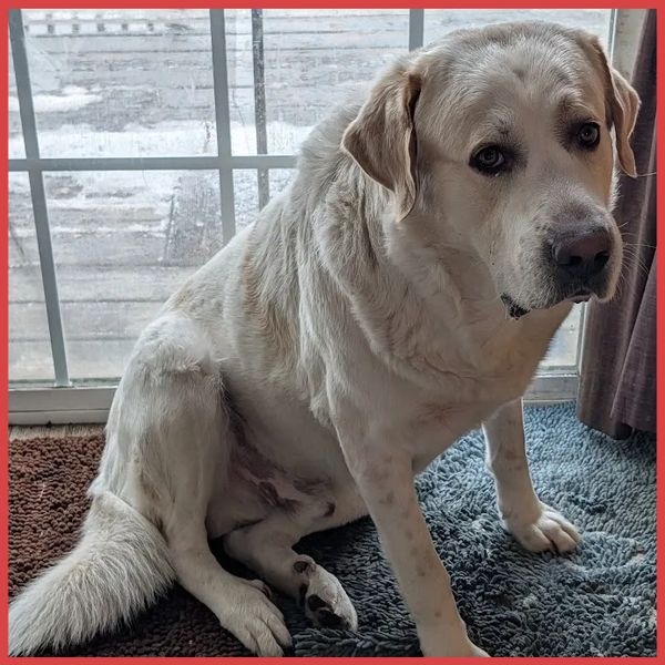 A large white dog sitting on rugs by a glass door.