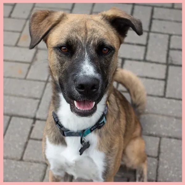 Happy mixed-breed dog sitting on a paved surface looking at the camera.